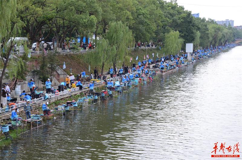 金陵乡茶油